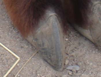 Klauen_bearbeitet1.jpg