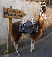 Treffpunkt Lamatouren   15 Prozent