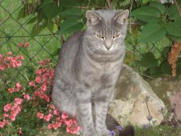 Katzen