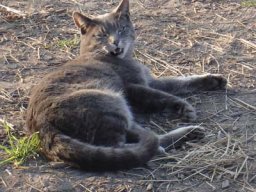 Katzen